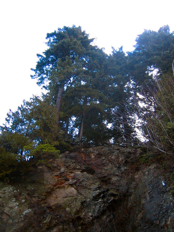 Stanley Park: More stuff overhead