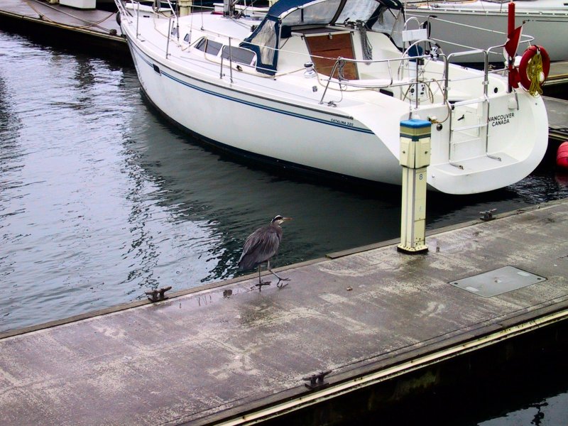 Blue Heron
